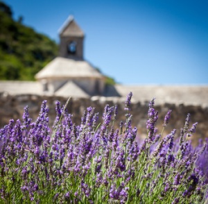 Abbaye de Sénanque with lavender field, Provence, France