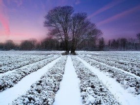 lavender-field-winter-sunset-images-12184